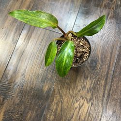 Philodendron Painted Lady Plant