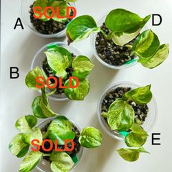 Manjula Pothos
