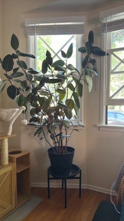 Large rubber plant with plant stand