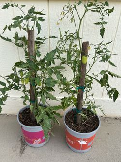ROMA tomato plant  in 3 gl $9 each