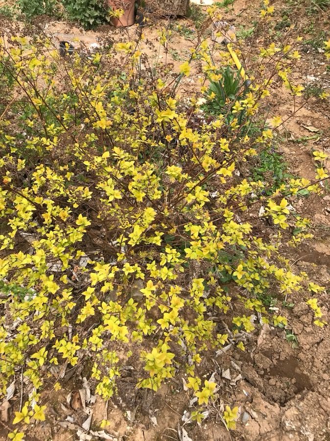 Indoor and outdoor plants For Spring Planting