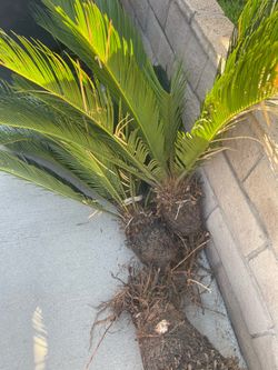 Sago Palms