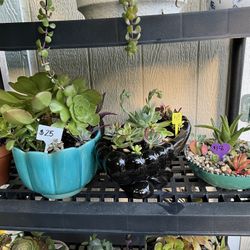 Many Beautiful Succulent Planters 