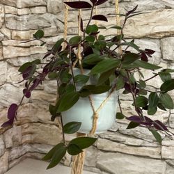 Baby Bunny Bellies Easy To Care Fuzzy House Plant In Ceramic Pot 5"H.