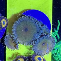Captain Jerk Palythoa – Large Polyps & Soft Pastel Coloration