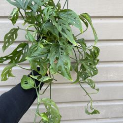 6” Monstera Swiss Cheese 