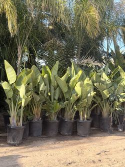 giant birds of paradise  for sale