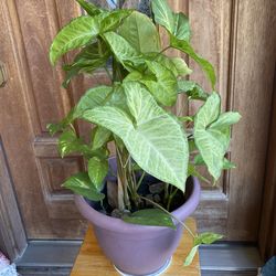 Singonio y Pothos En Una Misma Maceta