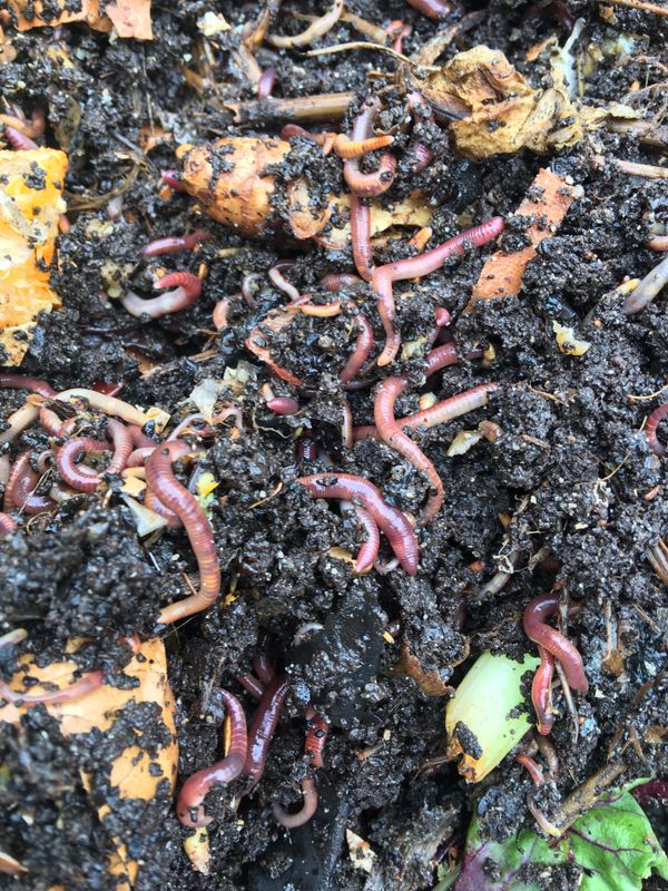 worms-red-wigglers-for-sale-in-vista-ca-offerup