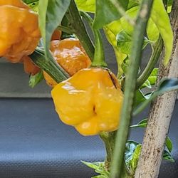 🌶 Scotch Bonnet Hot Pepper Plant..3 Gallon Pot