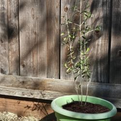 Olive Saplings, Trees 