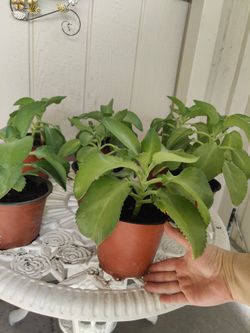 KALANCHOE O MALA MADRE $8 Cada Una. NELLIS BLVD Y CHEYENNE AVE