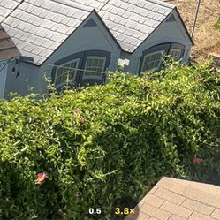 Outdoor Storage Shed 