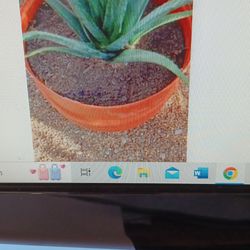 GIANT POTTED ALOE PLANTS/REDUCED 95.00