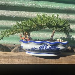 Bonsai Plants For Sale $50 Each Furman Price