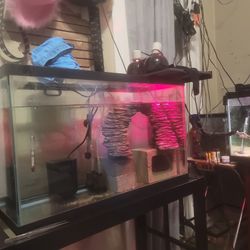 Tank Set Up