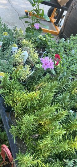 Plants for winter