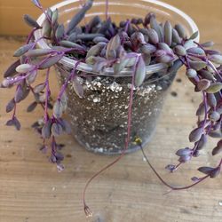 String of Ruby Succulent