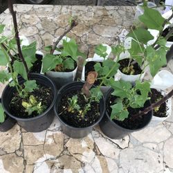 Plantas 🪴 De Chayote /wisquiles Listas Para Recoger $5 Cada Una South La 90043 