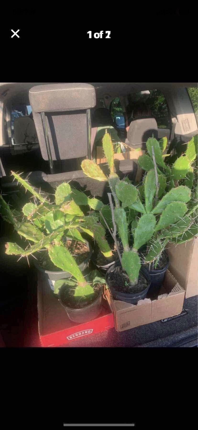 Nopales Prickly Pear Cactus Plants!! $10 Each!! 
