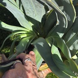 Fan Aloe Succulent Big Cutting