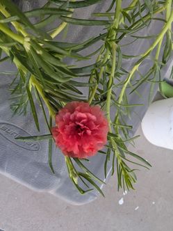 $7 Amor de un rato ,floresitas coope achiote