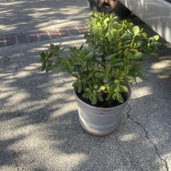 Jade Plant