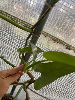 Cutting only***Philodendron silver sword cutting, 3-4 nodes/leaves cutting; 95820