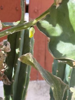 Milkweed plant