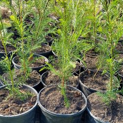 Sequoia Coastal Redwood Trees