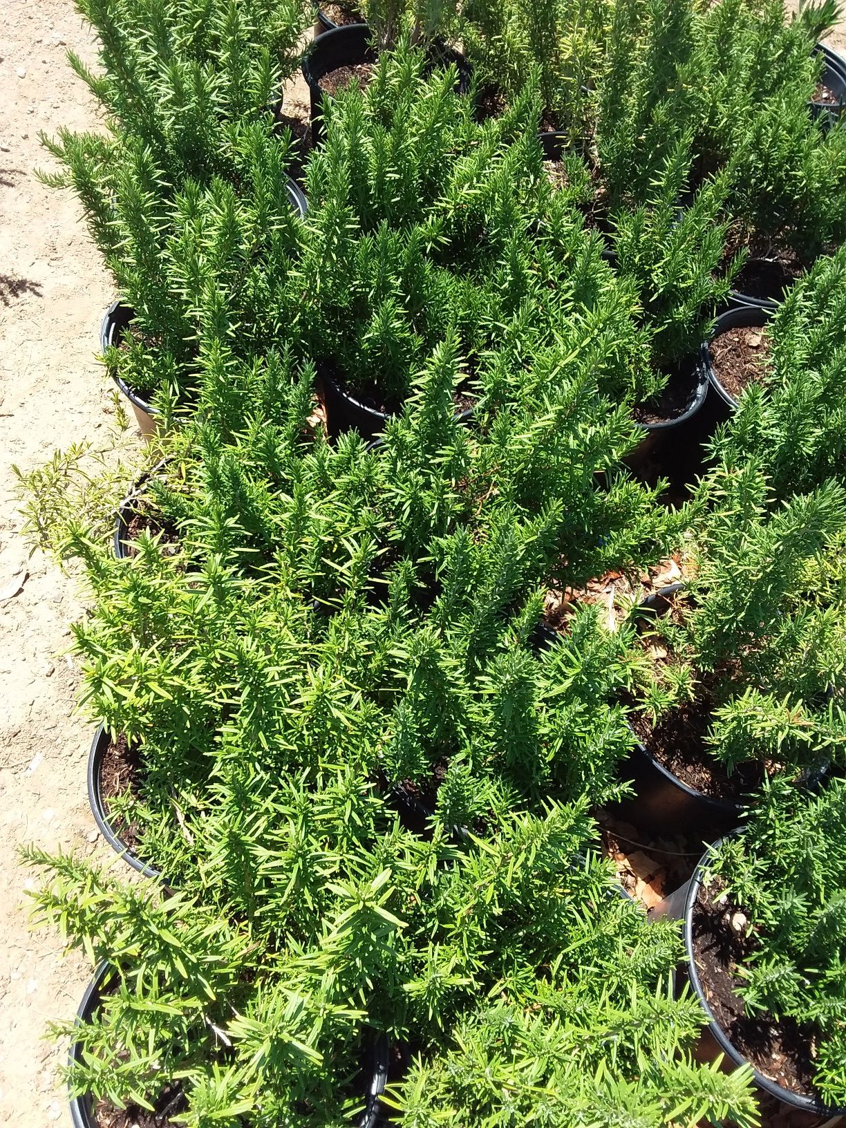 Upright Rosemary $18