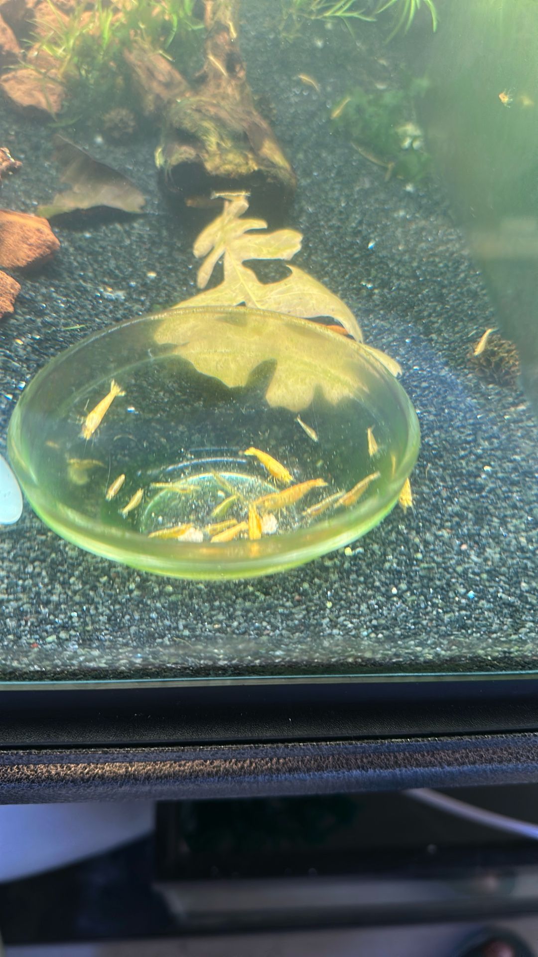 Neocaridina Shrimp Aquarium, Decor