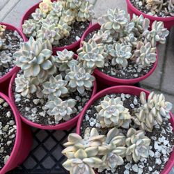 Pachyphytum 'Apricot Beauty'