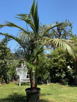 Palm tree