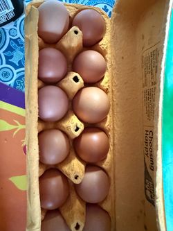Fertile eggs