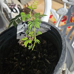 Curry Leaves Plant In One Gallon Pot 