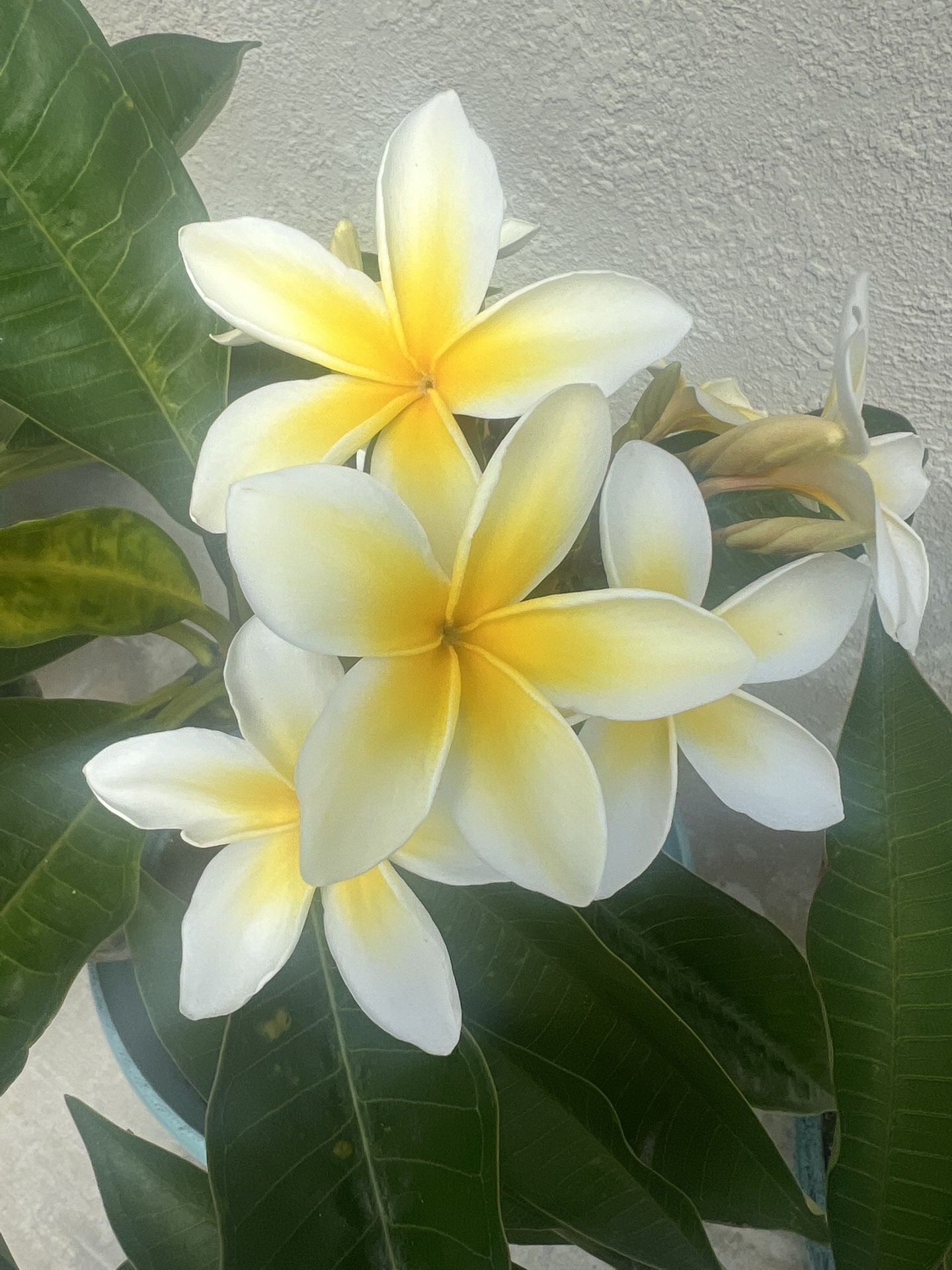 Plumeria Plant