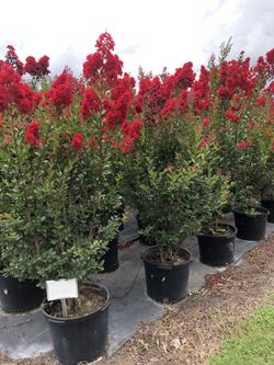 Crape Myrtle Fire Cracker Red 5-6Ft