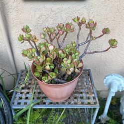 Potted Plant