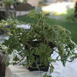 $6 Citronella plant