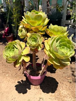 Aeonium arboreum