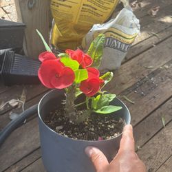 Euphorbia Milli ,Crown Of Thorns , Corona De Cristo,Taiwan Mai