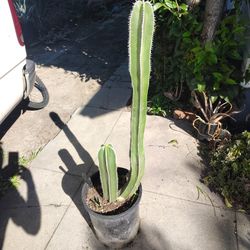 Mexican Fence Post Cactus Plant 