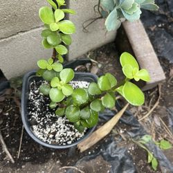 Succulent Plant