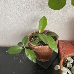 House Plant: Hoya Carnosa 