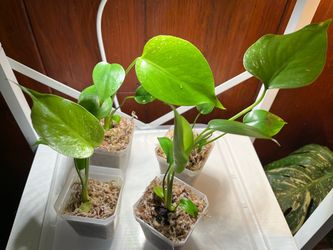 Devil Monstera