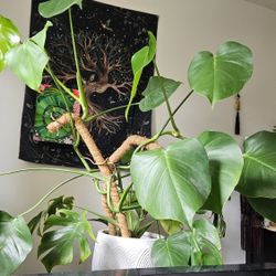 Big Beautiful Monstera in Ceramic Pot w/ 2 Moss Poles