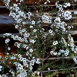  #28  Blooming Tea tree Plant I have 5gal $25