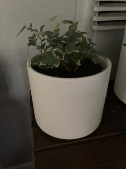 Ivy plant