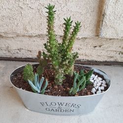 Succulent Arrangement 